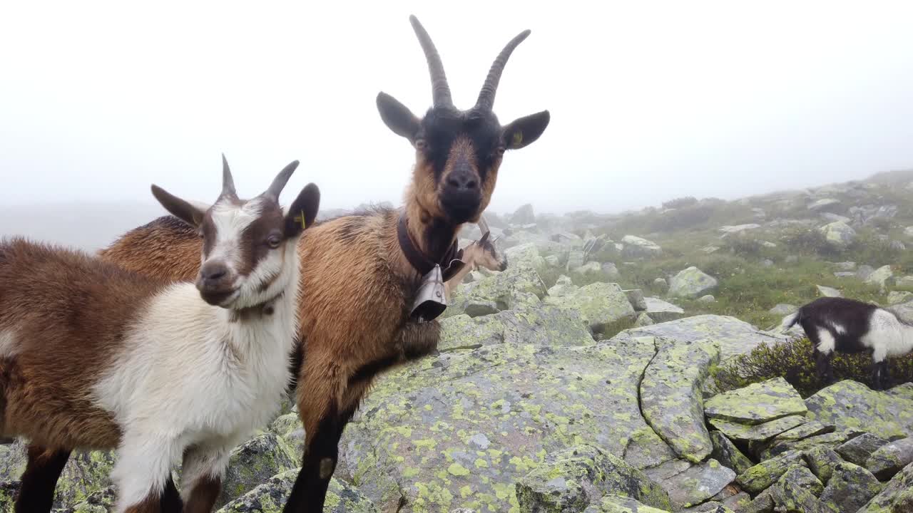 Down to Up tilt of alpine goats with bells on the neck. Young curious lambs coming close and walk away. Cloudy and rainy day in alpine mountain terrain