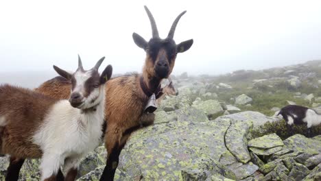down to up tilt of alpine goats with bells on the neck. young curious lambs coming close and walk away. cloudy and rainy day in alpine mountain terrain