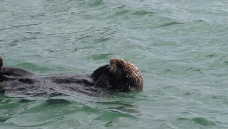 Linda-Nutria-Marina-De-California-Con-Las-Manos-En-La-Boca-Flotando-En-Las-Tranquilas-Aguas-Del-Puerto-De-Aterrizaje-De-Musgo-En-La-Bahía-De-Monterey,-California