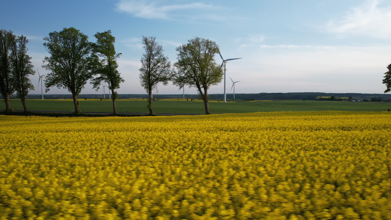 vuelo bajo de un dron sobre un campo de colza amarillo - en la distancia, coches que pasan y un parque eólico