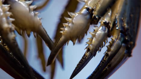 close-up of a horseshoe crab's underside