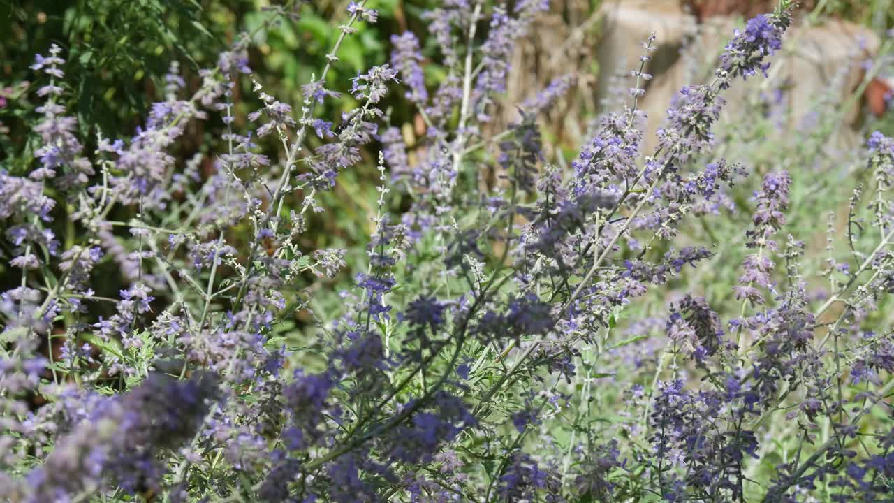 Steady shot of lavender flowers swaying in the breeze