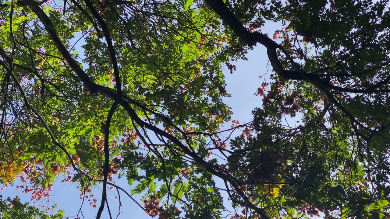 까치와 비둘기 사이의 싸움 -비둘기- 계란을 위해