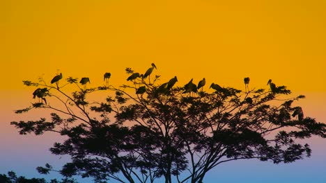 migratory birds resting on treetop at sunset in african sanctuary