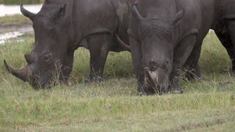 hooked-lipped rhinoceros on a rainy wetlands in kenya, east africa