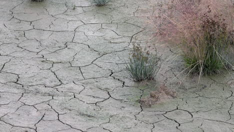 close-up of cracked mud and clumps of grass