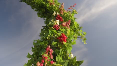 floral arch with red and white flowers and ivy