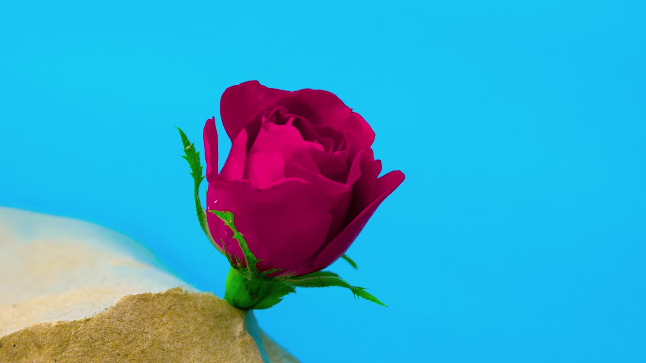 Pink rose is opening its petals during blossom filmed in timelapse on a chroma key background