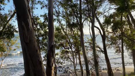 beautiful sea view through the trees at the beach on a sunny day in marbella estepona spain, 4k panning right