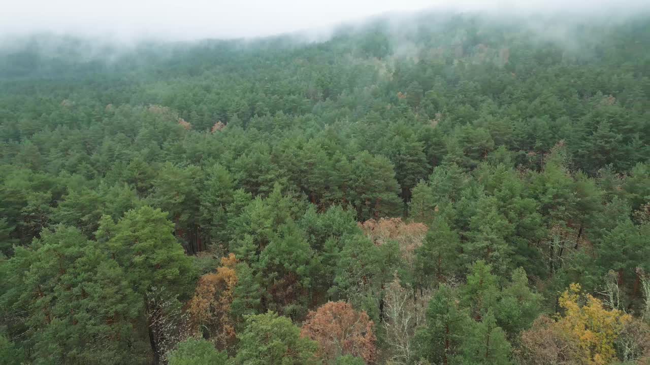Fog over forest