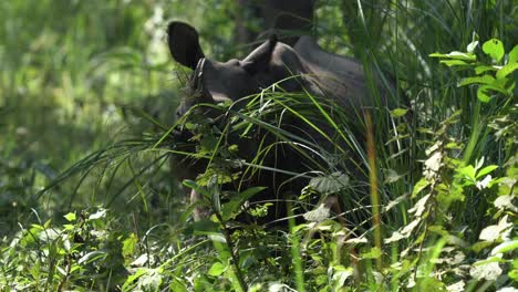 a one horned rhino eating grass in the jungle