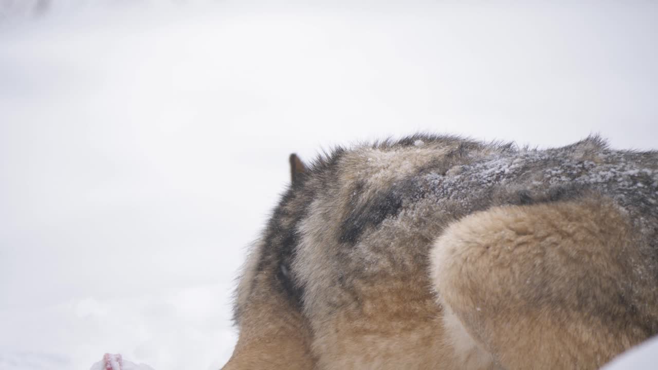 Scandinavian Grey wolf fervently enjoying a prey in the middle of snow - Long medium close up shot