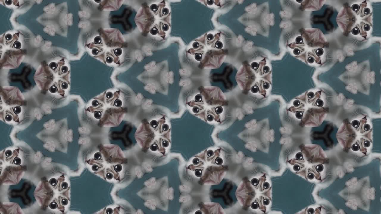 caleidoscopio de gatos graciosos, video cómico. gato dulce y creciente,