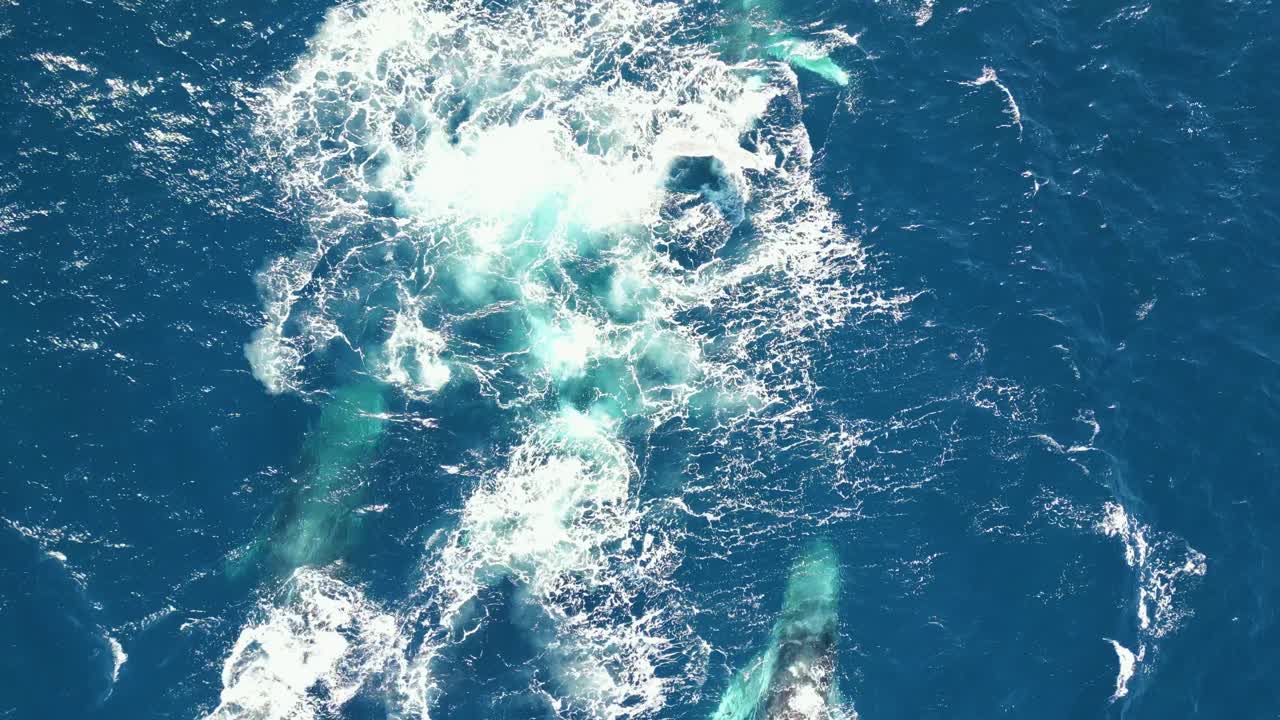 공중에서 보는 세 마리의 혹등고래가 평온한 파란 바다 물에서 함께 수영하고, 혹등고래가  ⁇ 어나오고, 혹등고래가 가족과 함께 위에서 내려오는 새의 눈으로 찍은 사진