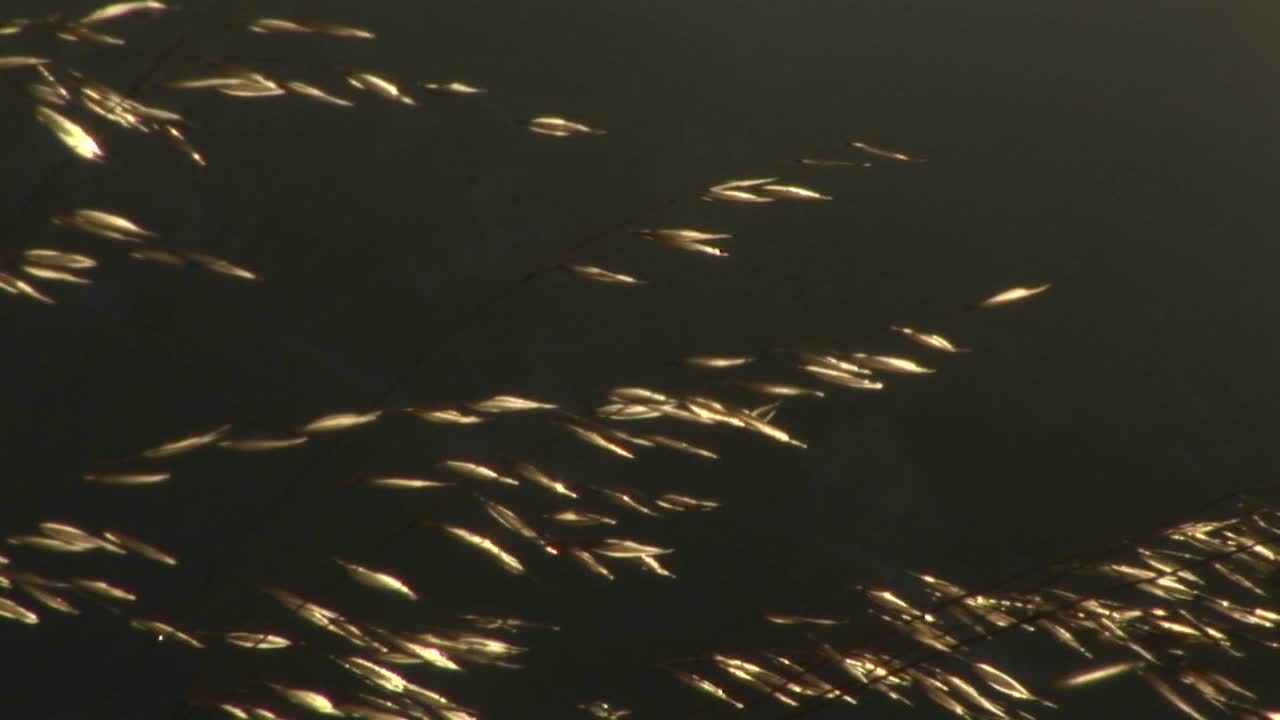 пряди травы или пшеницы светятся в лучах утреннего солнца