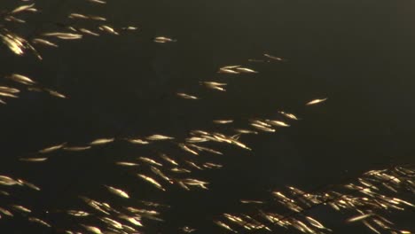 Strands-of-grass-or-wheat-glow-in-the-morning-sun