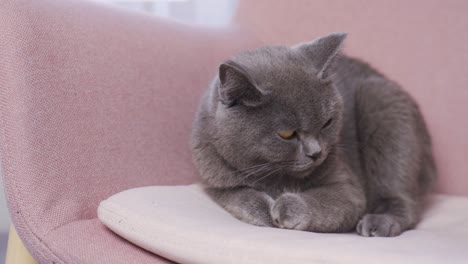 a gray cat sitting on the sofa. gray cat with amber eyes.