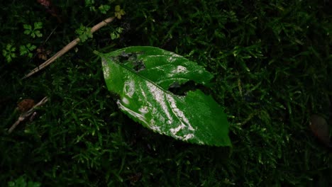 deep green, fallen beech leaf with bite marks lying in the rain on the moss-covered forest floor shot slightly panning and rotating