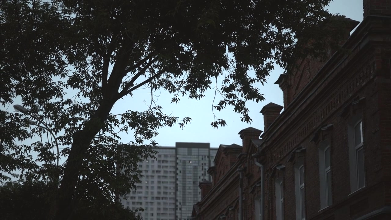 Árboles silueteados contra el cielo, al aire libre, posiblemente en un parque o área urbana, con árboles, edificios, desde una toma de gran angular que captura la perspectiva de altura completa, con acentos verdes y marrones.
