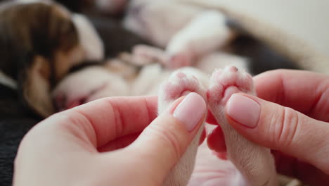 a woman holds a sleeping beagle puppy by its small hind legs.
