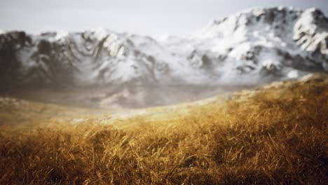 dry grass and snow covered mountains in alaska