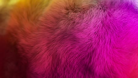 colorful abstract fur texture