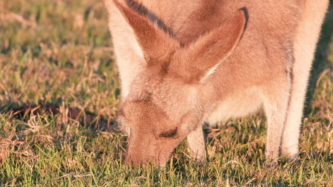 A juvenile kangaroo feeds on grass in a sunlit field at sunset, captured in close-up with warm, natural lighting and steady camera framing