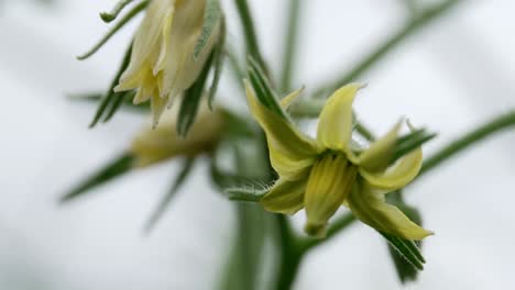 blooming cherry tomato flower in bokeh background