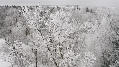 Close-up-circular-aerial-shot-of-beautiful-hoar-frost-on-a-tall-poplar-tree