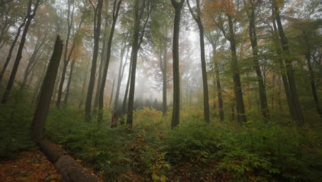 A-dreamy-autumn-forest