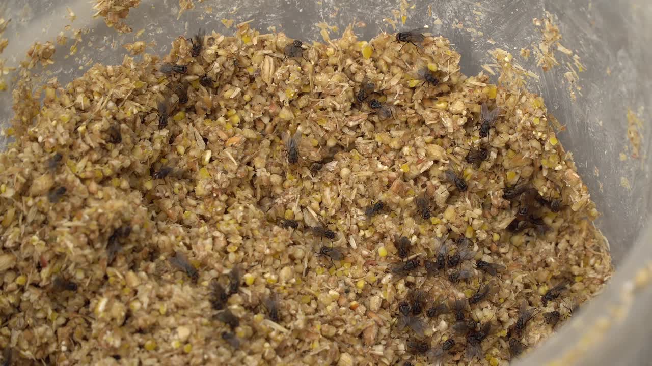 파리들은 먹이를 고 있습니다.