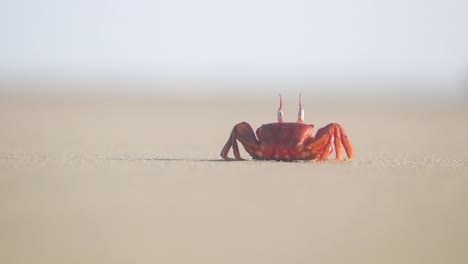 a fascinating red ghost crab sunbathes on the sand