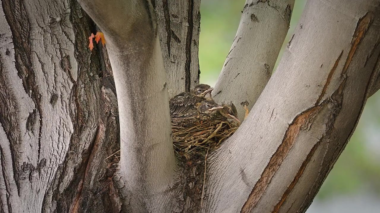 Baby American Robins Tucked On Their Nest Within The Fork Of A Tree. - zoom in shot
