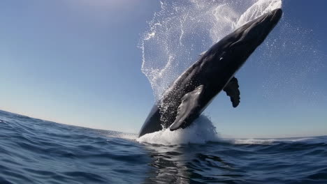 ballena saltando en el océano