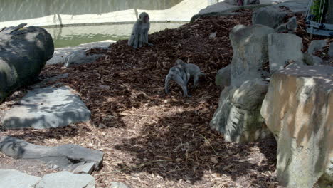 Close-up-shot-of-monkey's-kid-playing-in-the-park