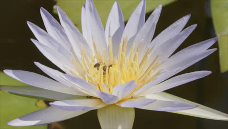 Bees-crawling-through-a-yellow-lily-flower-collecting-pollen