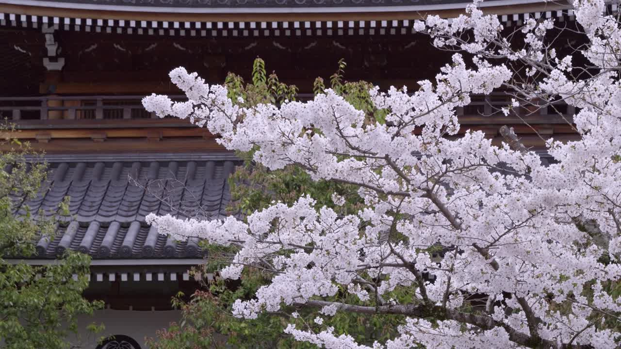 Beautiful Sakura cherry blossoms against temple building in Japan