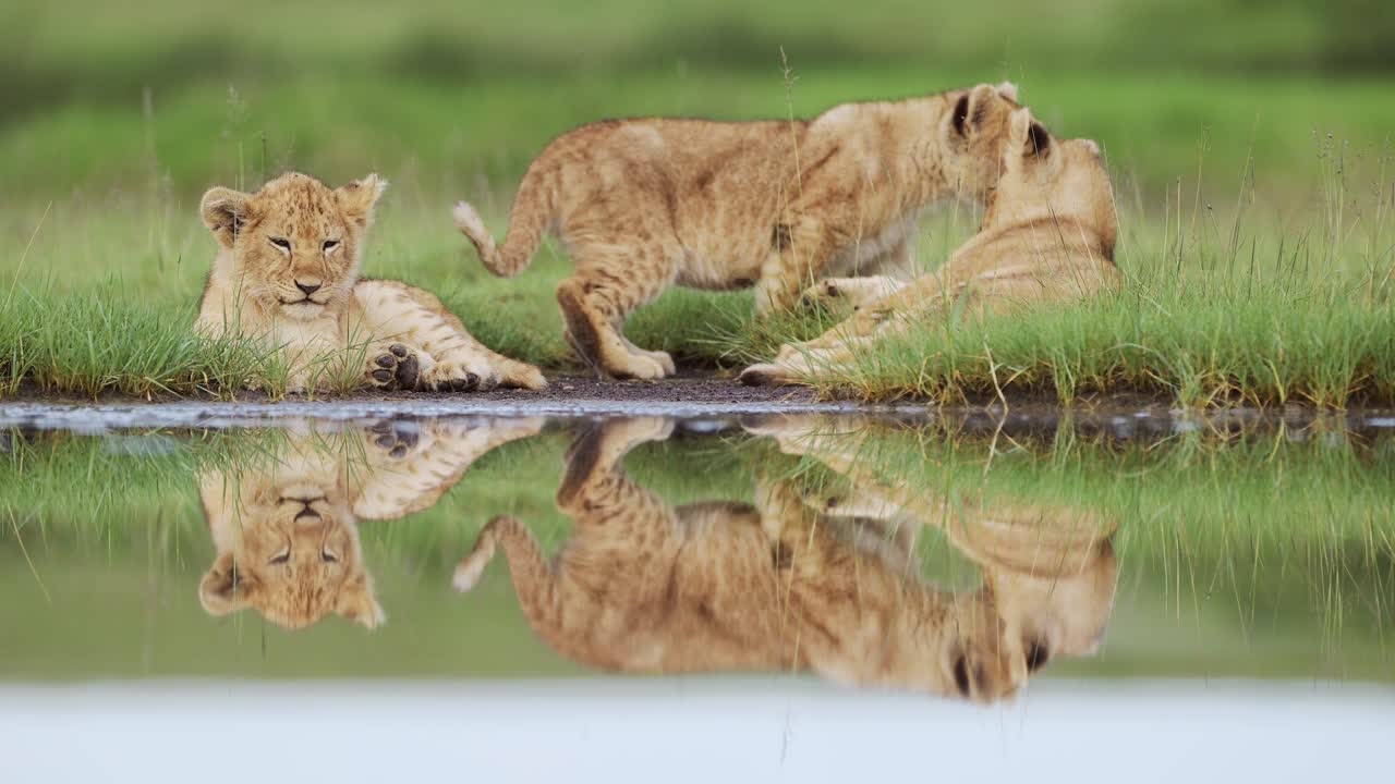 Cute Baby Lions Cubs in Tanzania Serengeti National Park in Africa, Adorable Baby Animals of Young Lions Cubs Lying Down by River with Reflections Reflected in Still Water