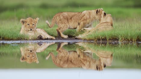 cute baby lions cubs in tanzania serengeti national park in africa, adorable baby animals of young lions cubs lying down by river with reflections reflected in still water