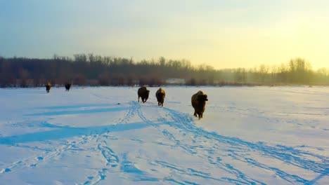 4k closeup of buffalos following each otehr one behind the other during an early morning winter sunrise as their reflective dark shadows apprear on the snow covered path behind the herd of bisons 2-6