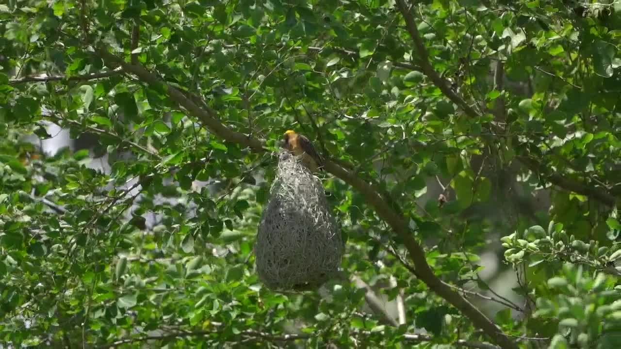 un pájaro tejedor rayado en un nido con un fondo de hojas verdes exuberantes