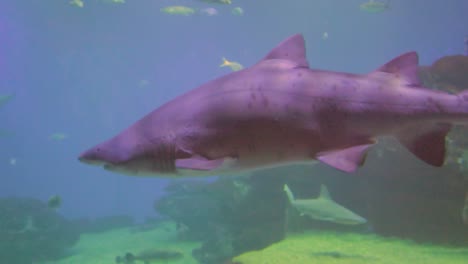 A-beautiful-view-of-shark-in-the-Aquarium-of-Palma,-Mallorca,-Spain