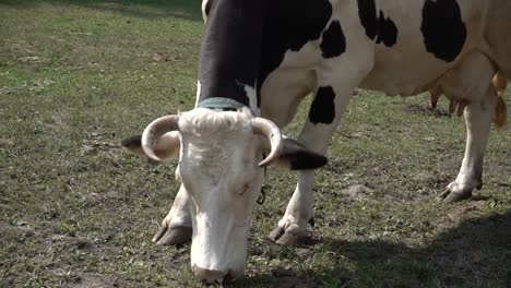 closeup shot of a black and white cow grazing on a ranch