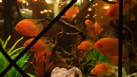 aquarium with red fish