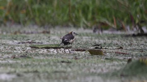 Jacana-De-Cola-De-Faisán-Bajo-Fuertes-Lluvias