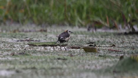 jacana de cola de faisán bajo una fuerte lluvia