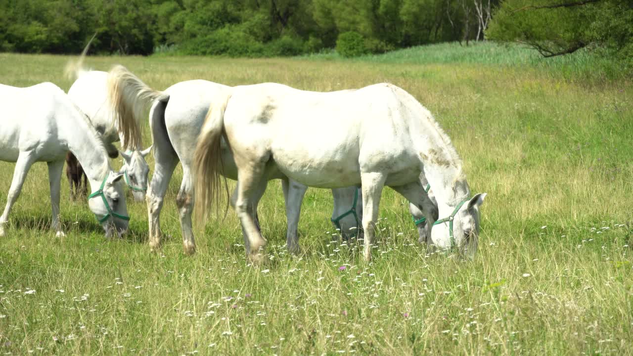 Lipizzaner Pferde grasen auf einer grünen Wiese.