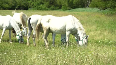 lipizzan horses graze on a green meadow