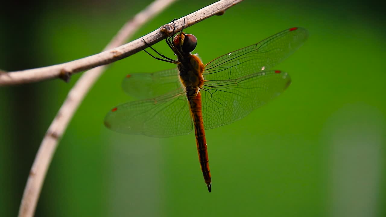 Close up of a red-veined darter or nomad dragonfly