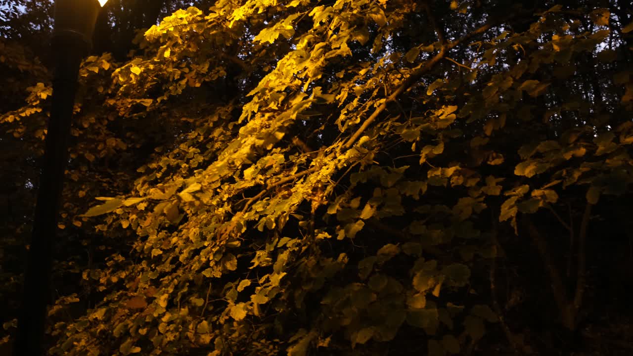 inclinación panorámica lenta hacia arriba del follaje iluminado por una farola y luego el cielo del atardecer en un parque boscoso en la ciudad de nueva york al atardecer